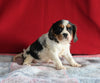 AKC Registered Cavalier KCS For Sale Millersburg OH Female-Chloe