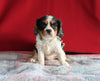 AKC Registered Cavalier KCS For Sale Millersburg OH Female-Chloe