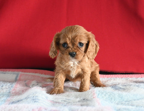 AKC Registered Cavalier KCS For Sale Millersburg OH Female-Sophie