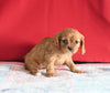 AKC Registered Cavalier KCS For Sale Millersburg OH Female-Sophie