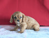 AKC Registered Cavalier KCS For Sale Millersburg OH Female-Sophie
