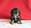 AKC Registered Cavalier KCS For Sale Millersburg OH Male-Charles