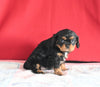 AKC Registered Cavalier KCS For Sale Millersburg OH Male-Charles