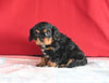 AKC Registered Cavalier KCS For Sale Millersburg OH Male-Charles
