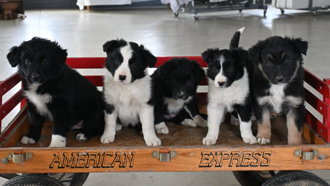 Border Collie/Australian Shepherd For Sale Millersburg OH