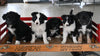 Border Collie/Australian Shepherd For Sale Millersburg OH