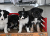Border Collie/Australian Shepherd For Sale Millersburg OH