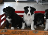 Border Collie/Australian Shepherd For Sale Millersburg OH