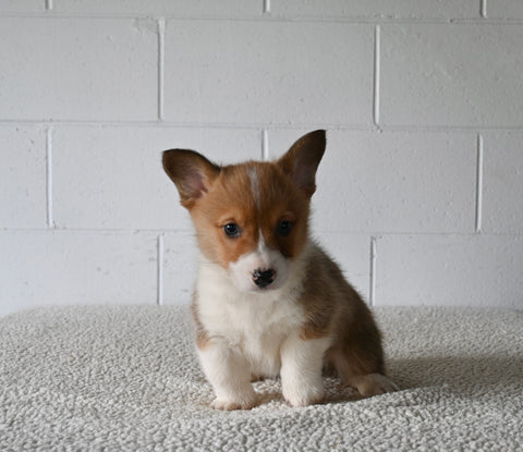AKC Registered Welsh Corgi For Sale Millersburg OH Male-Cliffie