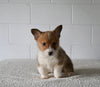 AKC Registered Welsh Corgi For Sale Millersburg OH Male-Cliffie