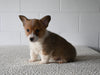 AKC Registered Welsh Corgi For Sale Millersburg OH Male-Cliffie
