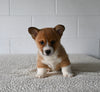 AKC Registered Welsh Corgi For Sale Millersburg OH Male-Alex