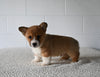 AKC Registered Welsh Corgi For Sale Millersburg OH Male-Alex