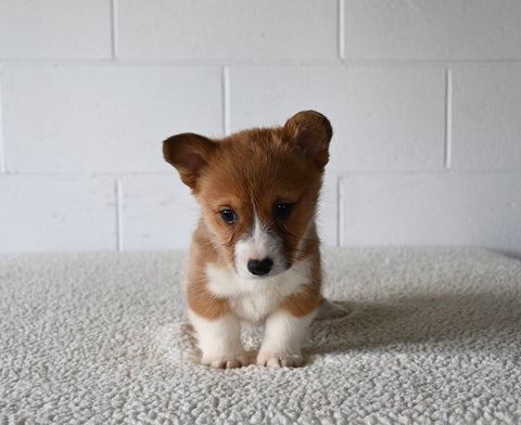 AKC Registered Welsh Corgi For Sale Millersburg OH Female-Abbie