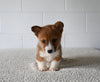 AKC Registered Welsh Corgi For Sale Millersburg OH Female-Abbie