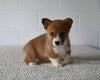 AKC Registered Welsh Corgi For Sale Millersburg OH Female-Abbie