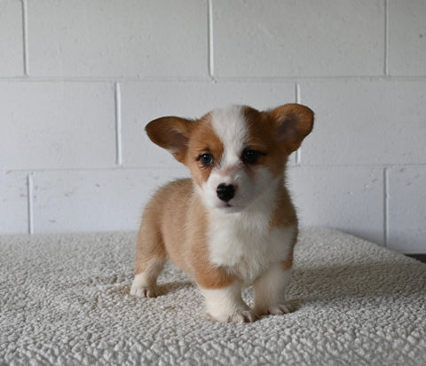 AKC Registered Welsh Corgi For Sale Millersburg OH Female-Rosie