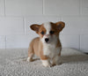AKC Registered Welsh Corgi For Sale Millersburg OH Female-Rosie