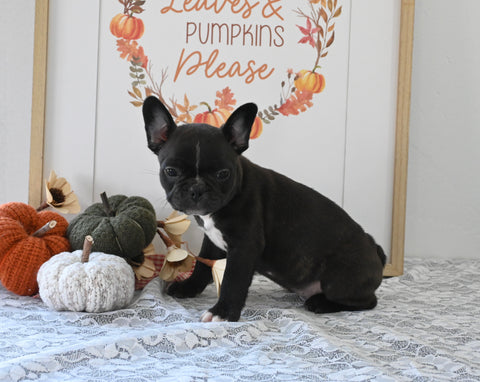 Frenchton For Sale Millersburg OH Male-Jerrod