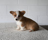 AKC Registered Welsh Corgi For Sale Millersburg OH Female-Rosie