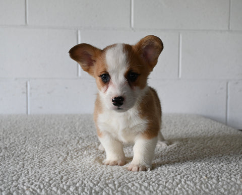 AKC Registered Welsh Corgi For Sale Millersburg OH Female-Mariah