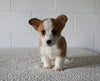 AKC Registered Welsh Corgi For Sale Millersburg OH Female-Mariah