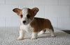 AKC Registered Welsh Corgi For Sale Millersburg OH Female-Mariah