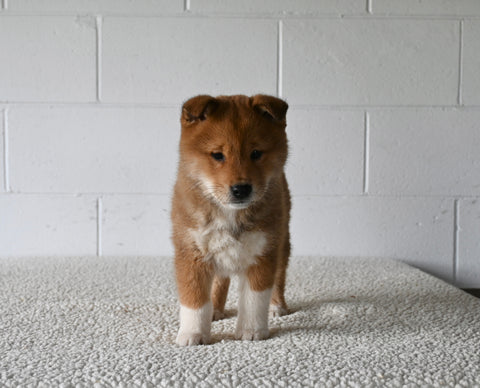 AKC Registered Shiba Inu For Sale Millersburg OH Male-Chip