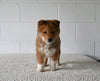 AKC Registered Shiba Inu For Sale Millersburg OH Male-Chip