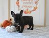 Frenchton For Sale Millersburg OH Male-Jakobi
