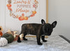 Frenchton For Sale Millersburg OH Male-Jakobi