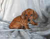 ACA Registered Dachshund For Sale Fredericksburg OH Male-Gabriel