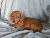 ACA Registered Dachshund For Sale Fredericksburg OH Male-Gabriel