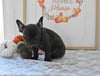 Frenchton For Sale Millersburg OH Male-Jeffrey