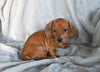 ACA Registered Dachshund For Sale Fredericksburg OH Male-Gabriel