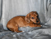 ACA Registered Dachshund For Sale Fredericksburg OH Male-Bentley