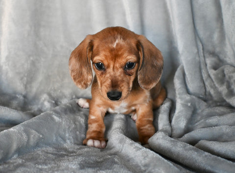 ACA Registered Dachshund For Sale Fredericksburg OH Male-Bentley