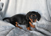 ACA Registered Dachshund For Sale Fredericksburg OH Female-Daisy
