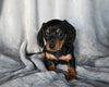 ACA Registered Dachshund For Sale Fredericksburg OH Female-Daisy