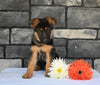 AKC Registered German Shepherd For Sale Millersburg OH Male-Conner