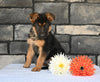 AKC Registered German Shepherd For Sale Millersburg OH Male-Conner