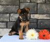 AKC Registered German Shepherd For Sale Millersburg OH Male-Conner