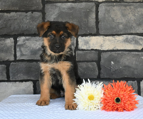 AKC Registered German Shepherd For Sale Millersburg OH Male-Clifford
