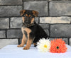 AKC Registered German Shepherd For Sale Millersburg OH Male-Clifford
