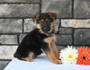 AKC Registered German Shepherd For Sale Millersburg OH Male-Clifford