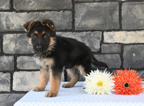 AKC Registered German Shepherd For Sale Millersburg OH Male-Cummins