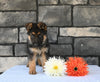 AKC Registered German Shepherd For Sale Millersburg OH Male-Cummins
