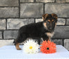 AKC Registered German Shepherd For Sale Millersburg OH Male-Cummins
