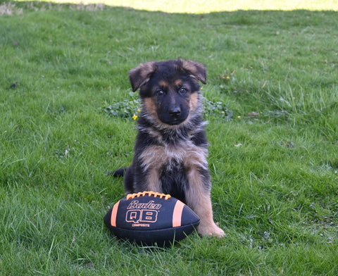 AKC Registered German Shepherd For Sale Millersburg OH Male-Charles