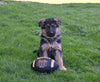 AKC Registered German Shepherd For Sale Millersburg OH Male-Charles